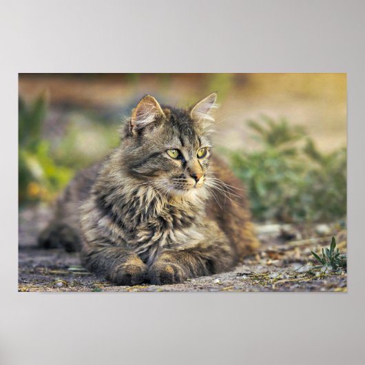 猫ポスター ポスター (正面)
