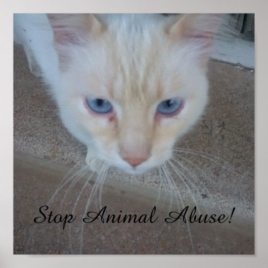 猫ポスター ポスター (正面)