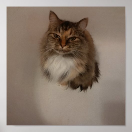 猫ポスター ポスター (正面)