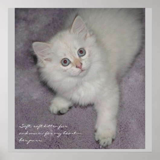 猫ポスター ポスター (正面)