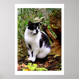 猫ポスター ポスター