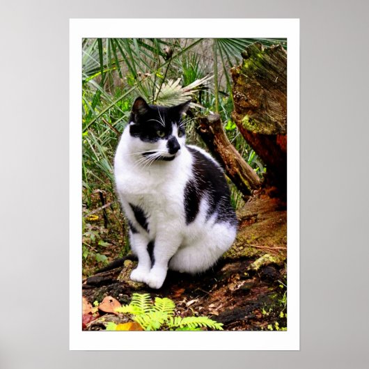 猫ポスター ポスター (正面)
