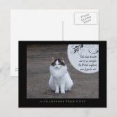 猫ポストカードで自信のある生活を|過去記事 ポストカード (正面/裏面)