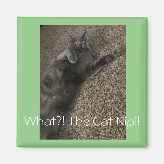 猫ポロ「猫のニップ?!」 マグネット (正面)