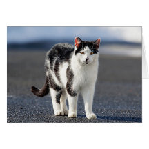 猫ポートレート