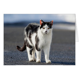 猫ポートレート