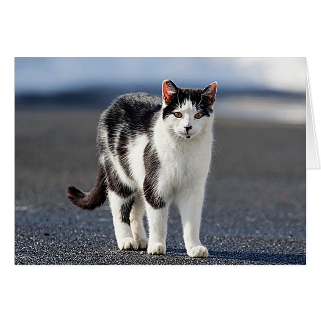 猫ポートレート (正面横)