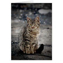 猫ポートレート