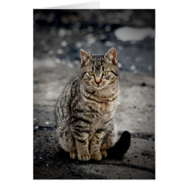 猫ポートレート