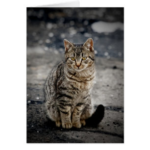 猫ポートレート