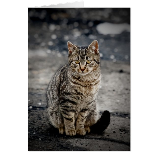 猫ポートレート (正面)