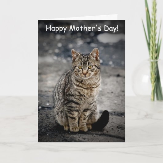 猫ポートレート カード (正面)