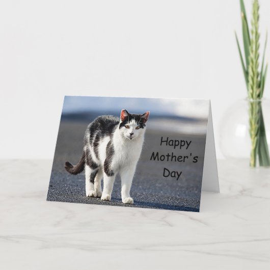 猫ポートレート カード (正面)