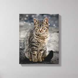 猫ポートレート キャンバスプリント