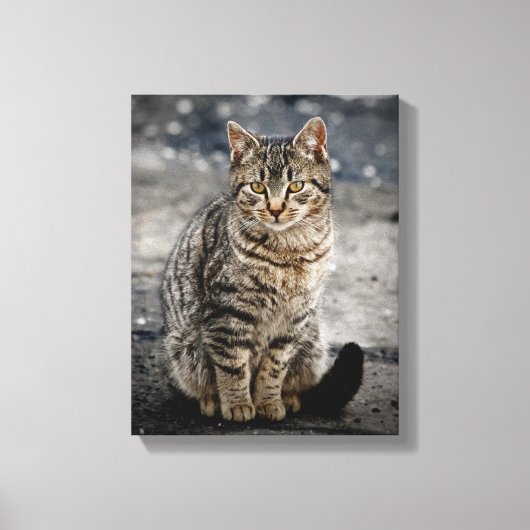 猫ポートレート キャンバスプリント (正面)