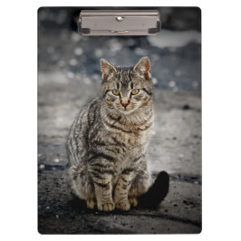 猫ポートレート クリップボード