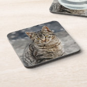 猫ポートレート コースター (左側)