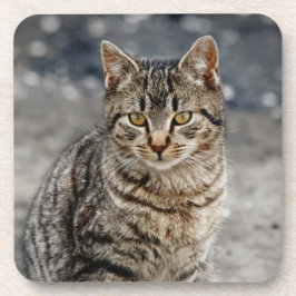 猫ポートレート コースター