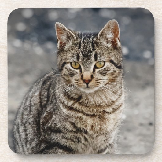 猫ポートレート コースター (正面)