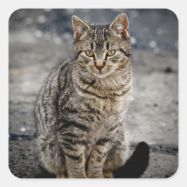 猫ポートレート スクエアシール