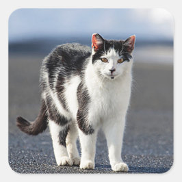 猫ポートレート スクエアシール