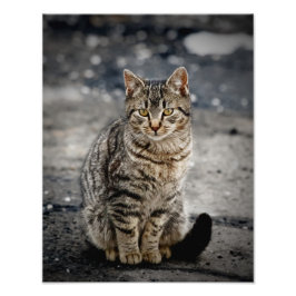 猫ポートレート フォトプリント           