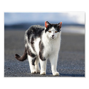 猫ポートレート フォトプリント           