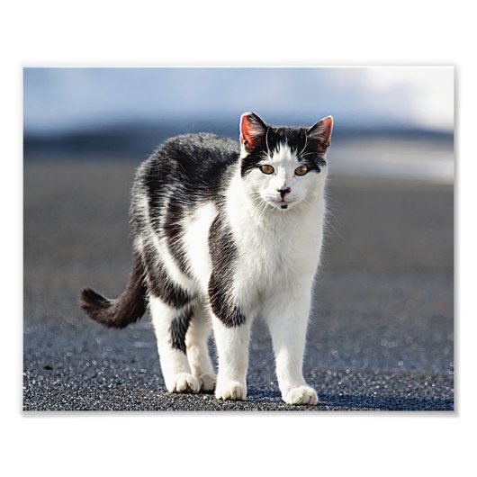 猫ポートレート フォトプリント            (正面)