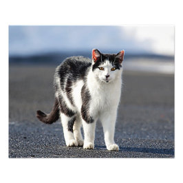 猫ポートレート フォトプリント           