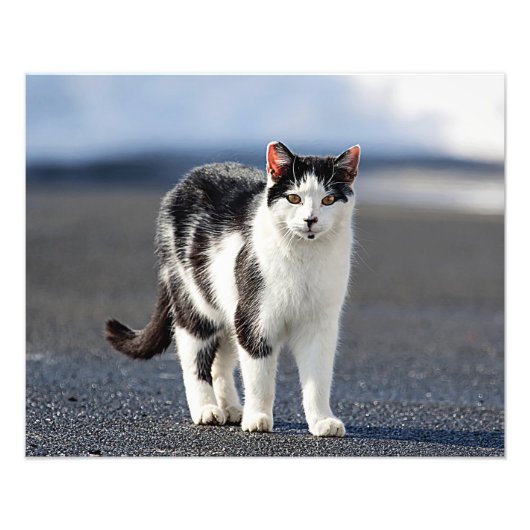 猫ポートレート フォトプリント            (正面)