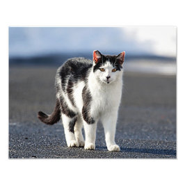 猫ポートレート フォトプリント           