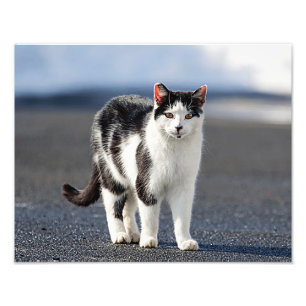 猫ポートレート フォトプリント           