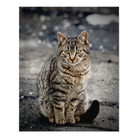 猫ポートレート フォトプリント (正面)