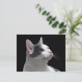 猫ポートレート ポストカード (スタンド正面)