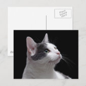 猫ポートレート ポストカード (正面/裏面)
