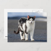 猫ポートレート ポストカード (正面/裏面)