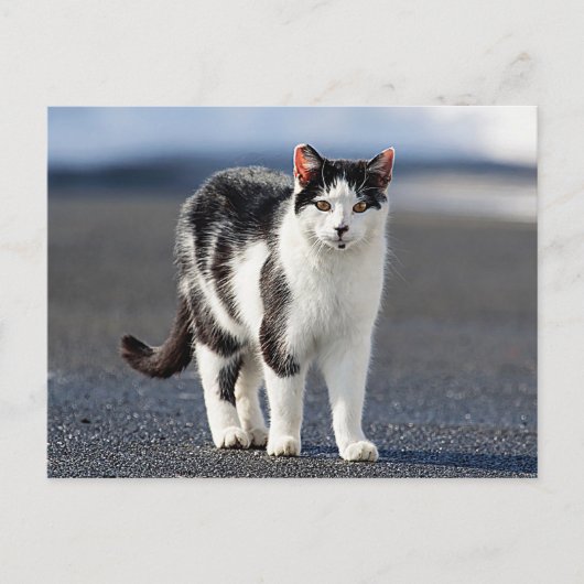 猫ポートレート ポストカード (正面)