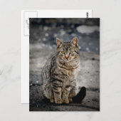 猫ポートレート ポストカード (正面/裏面)