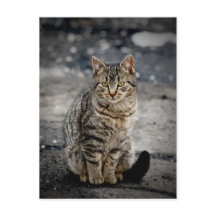 猫ポートレート