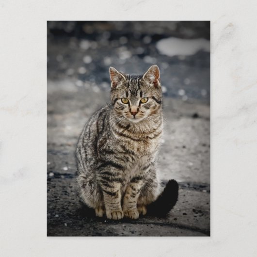 猫ポートレート ポストカード (正面)
