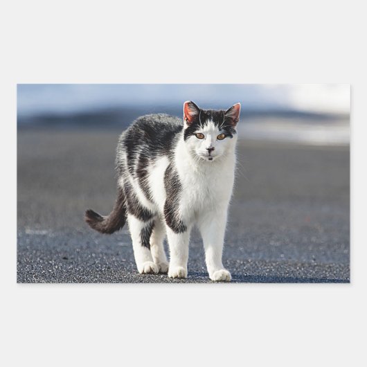 猫ポートレート 長方形シール (正面)