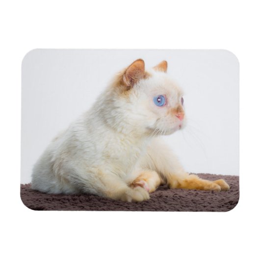 猫マグネットをトライデント02 マグネット (横)