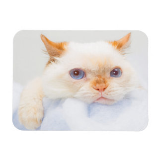 猫マグネットをトライデント03 マグネット