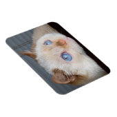 猫マグネットをトライデント06 マグネット (右側)