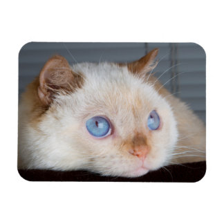 猫マグネットをトライデント06 マグネット