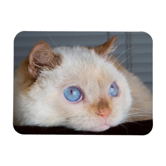 猫マグネットをトライデント06 マグネット (横)