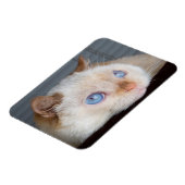 猫マグネットをトライデント06 マグネット (左側)