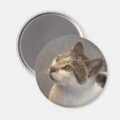 猫マグネット マグネット (正面/裏面)