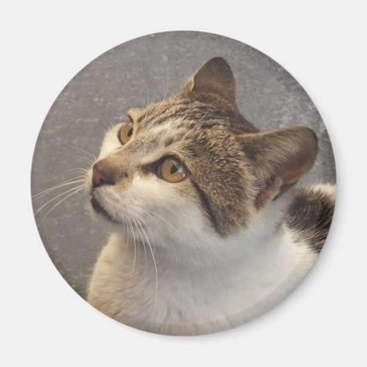 猫マグネット マグネット (正面)