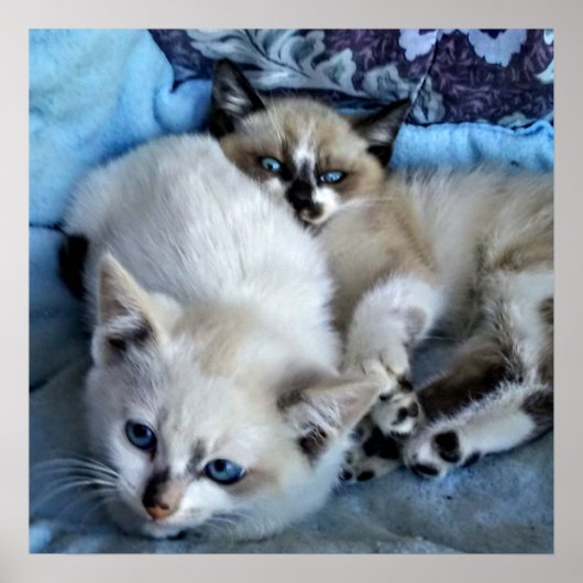 猫リラックスの ポスター (正面)